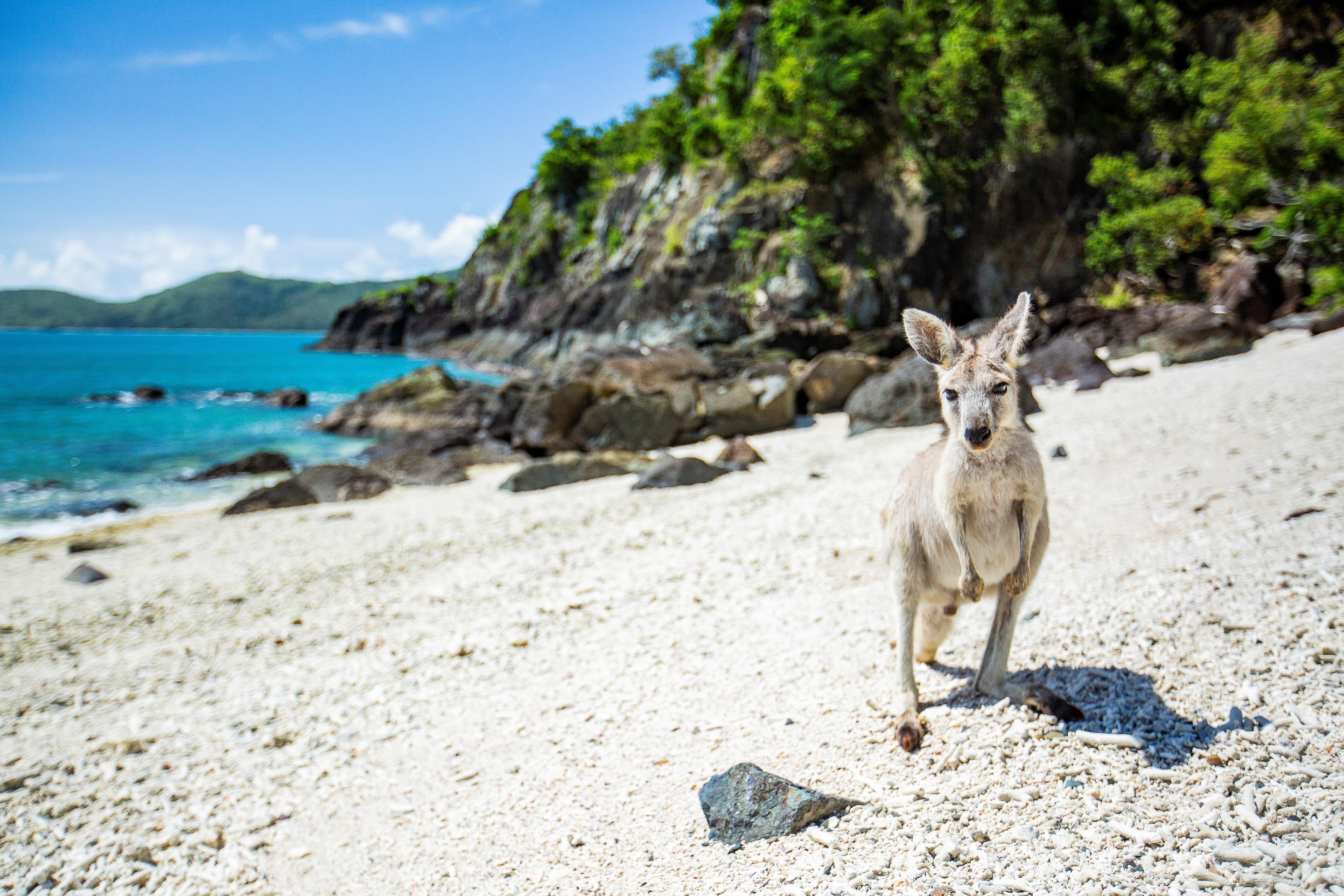 Daydream Island Resort Esterno foto