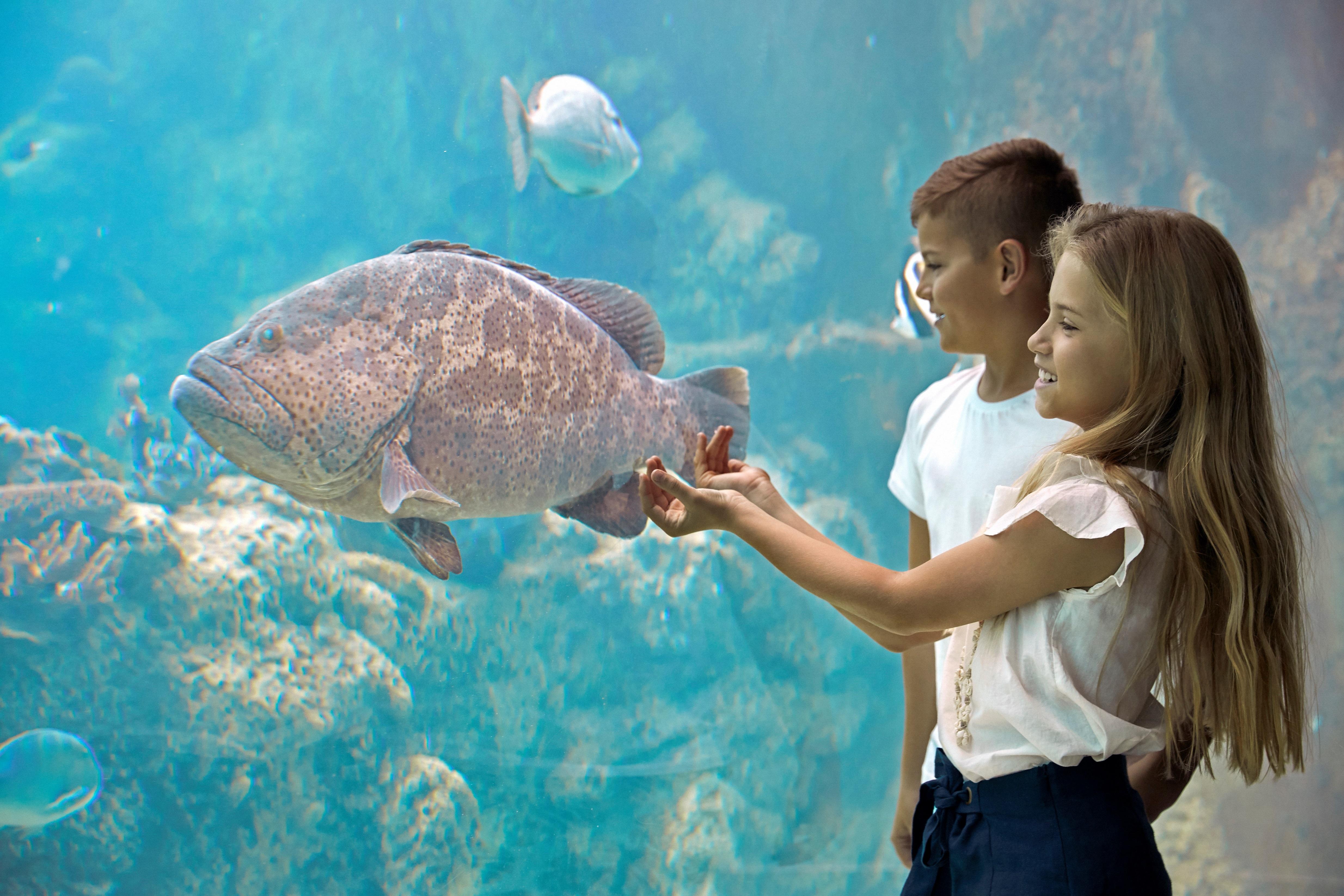 Daydream Island Resort Esterno foto